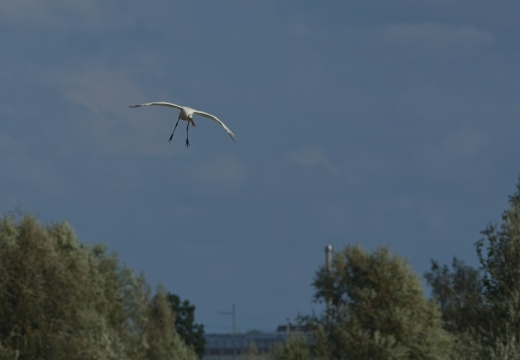 Waterrijk-Oost-202608-007