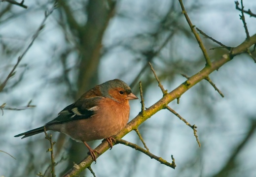 Wildzicht Achterhoek0100