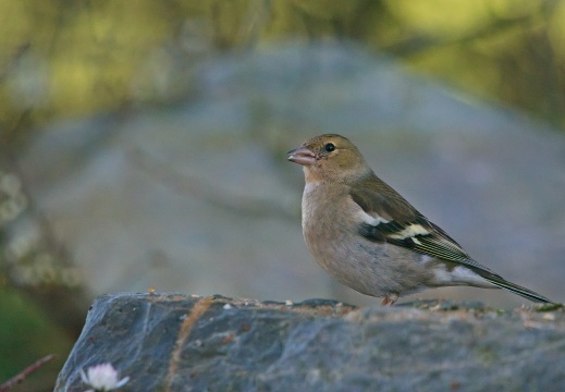 Wildzicht Achterhoek0101