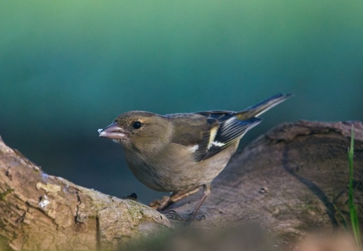 Wildzicht Achterhoek0103