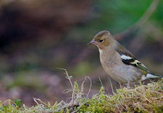 Wildzicht Achterhoek0104