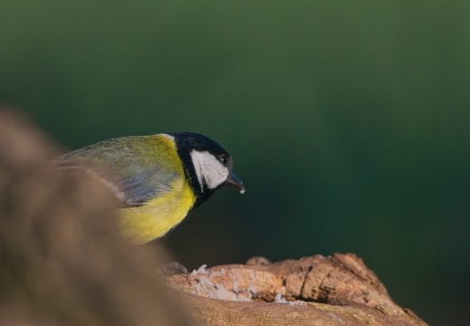 Wildzicht Achterhoek0105