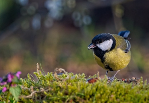 Wildzicht Achterhoek0108