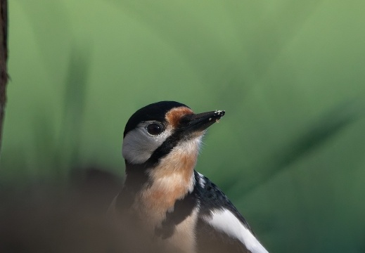 Wildzicht Achterhoek0110