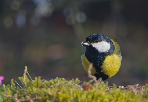Wildzicht Achterhoek0113